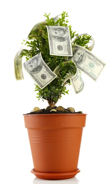 Árbol decorativo en maceta con dinero aislado en blanco — Foto de Stock