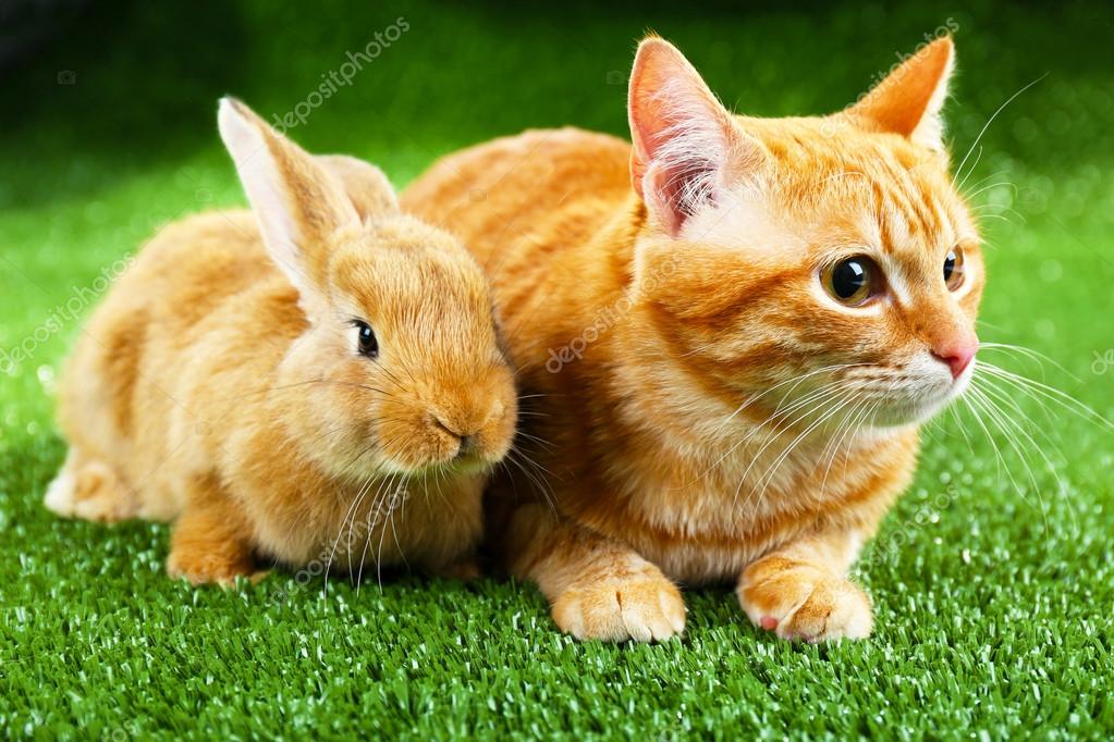 Red cat and rabbit on green grass background — Stock Photo © belchonock