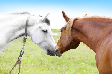 çayır üzerinde otlatma iki güzel atlar