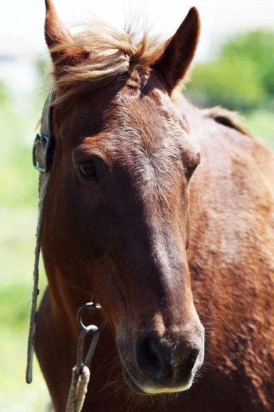 Porträtt av vacker brun häst, utomhus — Stockfoto