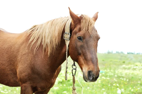 Bellissimo cavallo bruno al pascolo sul prato — Foto Stock