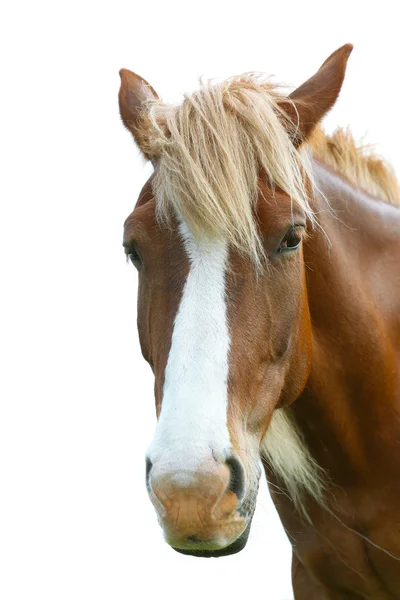 stock image Portrait of beautiful brown horse over sky background