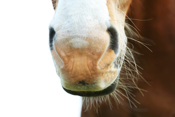 Portrait of beautiful brown horse over sky background