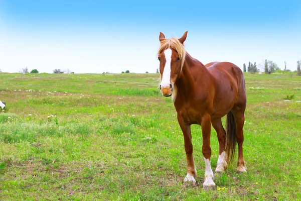 Schönes braunes Pferd weidet auf der Weide — Stockfoto