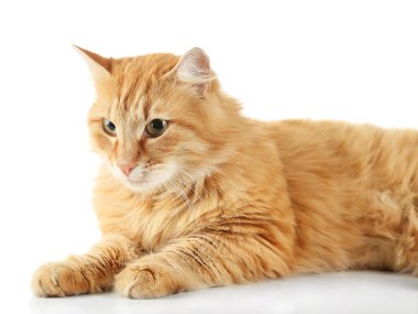 izole kırmızı kedi