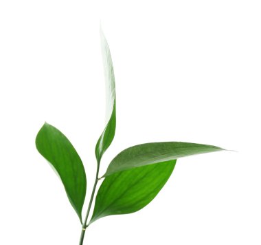 Beyaz izole taze yeşil yaprakları ile şube