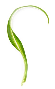 yeşil yaprak beyaz üzerinde izole