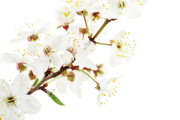 Flowering branch isolated — Stock Photo, Image