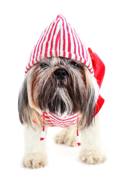 Cute Shih Tzu in red striped hat — Stock Photo, Image