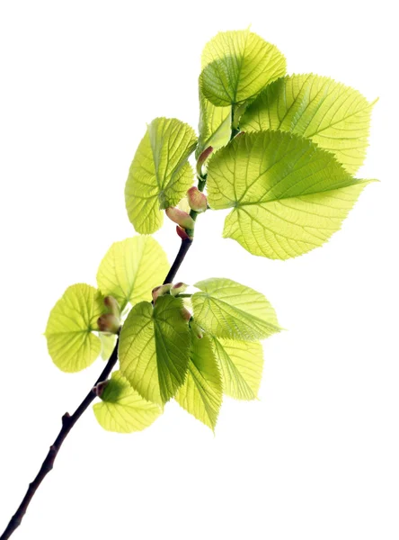 Rama con hojas de primavera — Foto de Stock