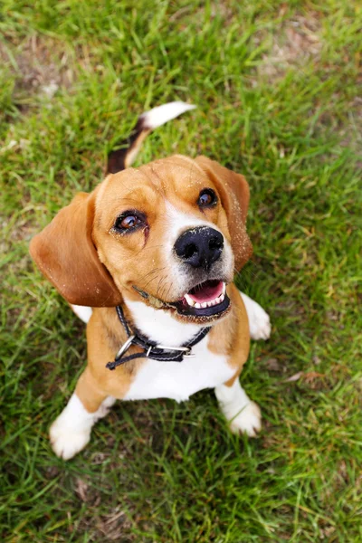 Смішний милий собака в парку — стокове фото