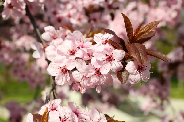 Blühende Zweige mit rosa Blüten im Frühling — Stockfoto