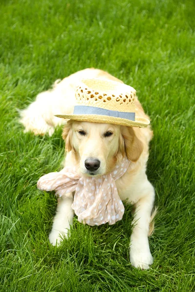 Adorable Labrador in hat and scarf  on green grass, outdoors — Stock Photo, Image