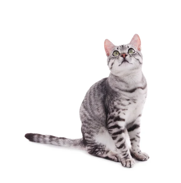 Hermoso gato aislado en blanco —  Fotos de Stock