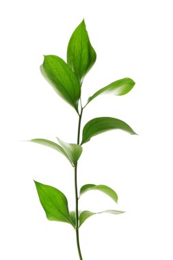 Beyaz izole taze yeşil yaprakları ile şube