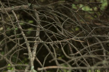 Ağaç, closeup kuru dalları