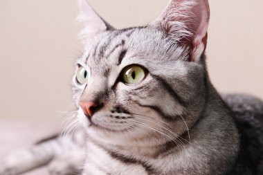 bej renkli arka plan üzerinde güzel kedi