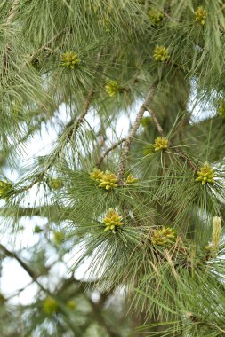 Köknar ağacı Park closeup dalları