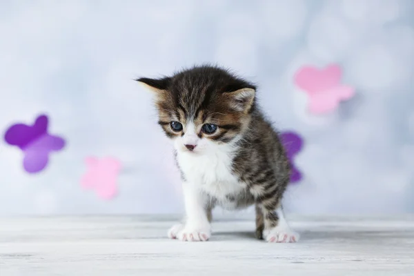 明るい背景にかわいい子猫 — ストック写真