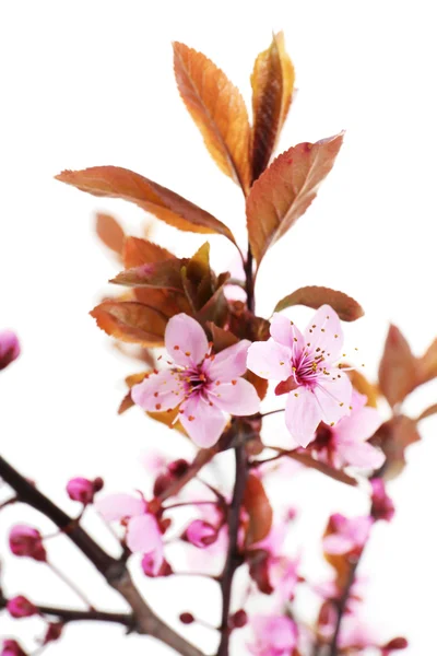 Flowering branch isolated — Stock Photo, Image