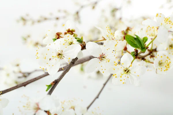 Ramo fiorito isolato su bianco — Foto Stock