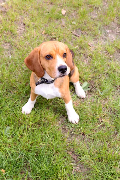 Divertido lindo perro en el parque — Foto de Stock