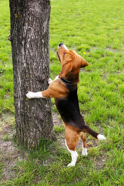 Zabawny ładny pies w parku — Zdjęcie stockowe