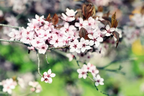 Ramitas de árboles florecientes con flores rosas en primavera —  Fotos de Stock