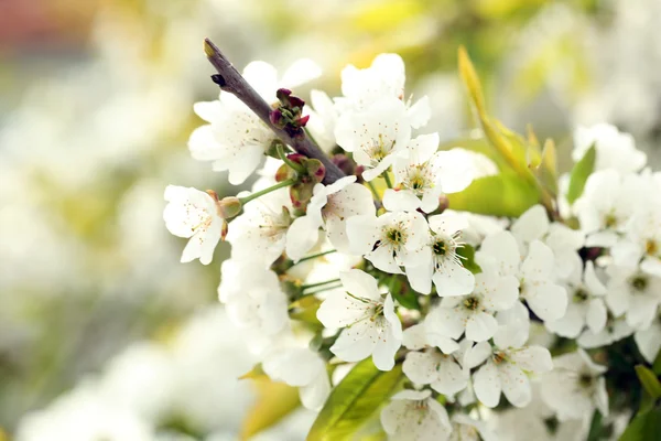 Spring blossom — Stock Photo, Image