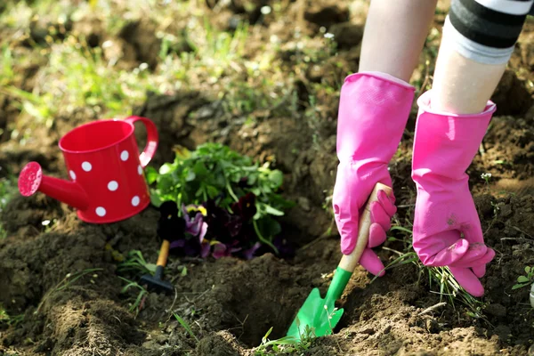 Mãos femininas em luvas rosa plantando flores — Fotografia de Stock