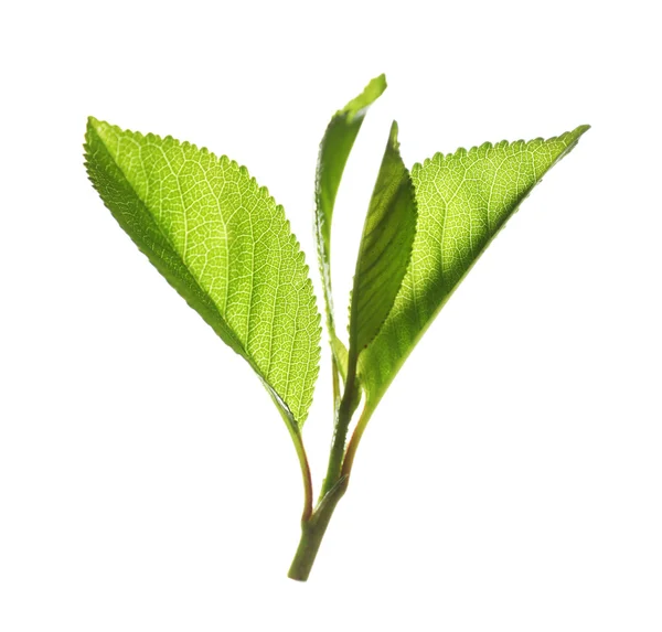 Rama con hojas verdes frescas, aisladas en blanco — Foto de Stock