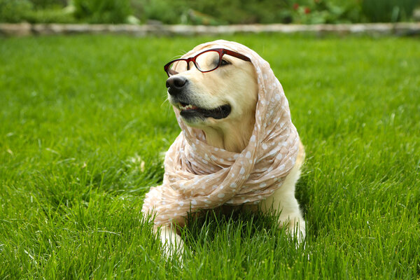 Adorable Labrador in glasses and scarf lying on green grass, outdoors