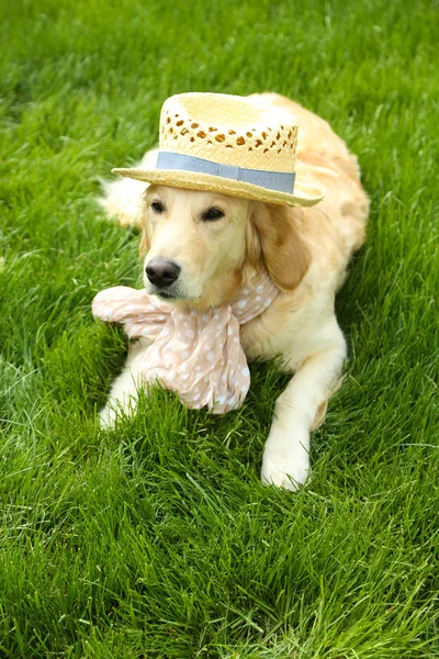 Adorable Labrador in hat and scarf  on green grass, outdoors — Stock Photo, Image