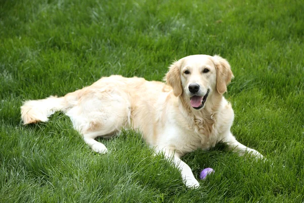 Bedårande labrador ligger på grönt gräs, utomhus — Stockfoto