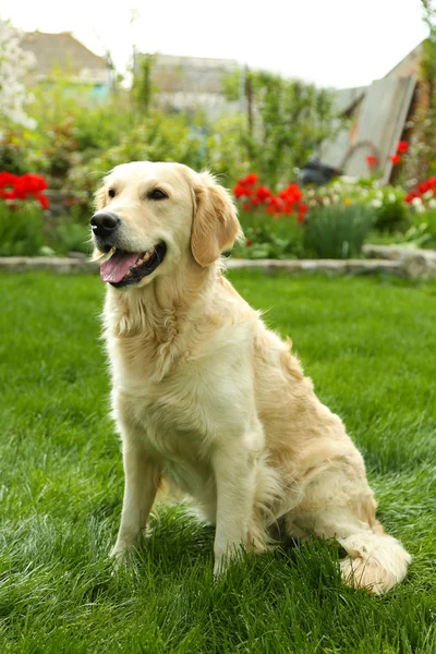 Bedårande labrador sitter på grönt gräs, utomhus — Stockfoto