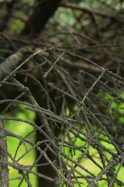 Ramas secas de árbol, primer plano — Foto de Stock