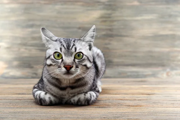 Hermoso gato sobre fondo de madera — Foto de Stock
