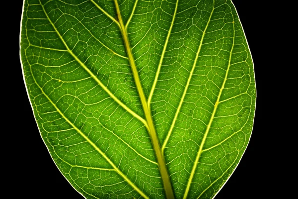 Baum grünes Blatt aus nächster Nähe — Stockfoto