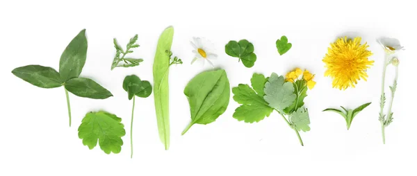 Varie piante medicinali, isolate su bianco — Foto Stock