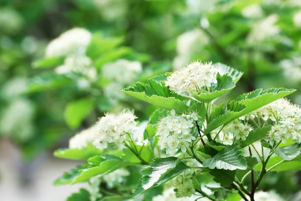 Flores brancas da árvore rowan florescendo, ao ar livre — Fotografia de Stock