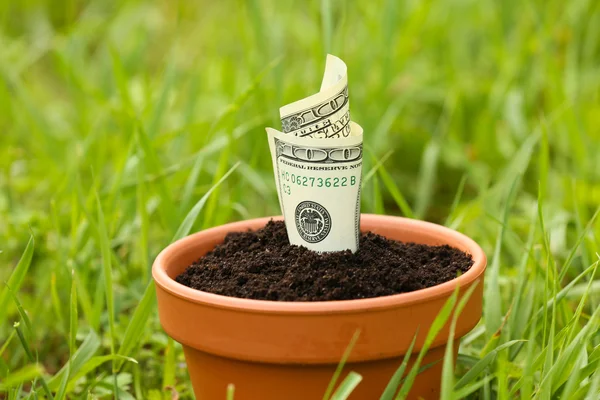 Pengar växer i blomkruka — Stockfoto