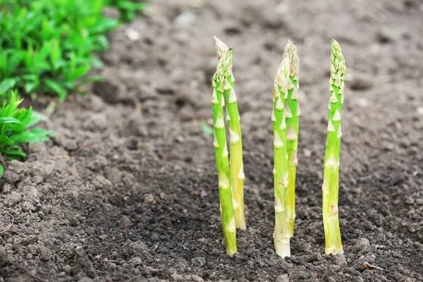 Espárragos de cultivo ecológico en suelo negro —  Fotos de Stock