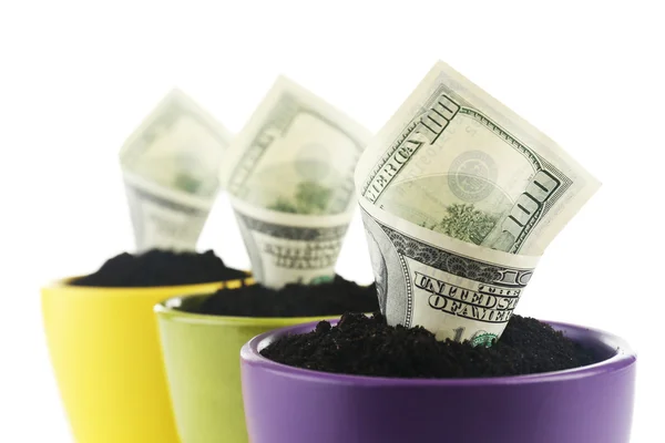 Growing money in colorful flowerpots isolated on white — Stock Photo, Image