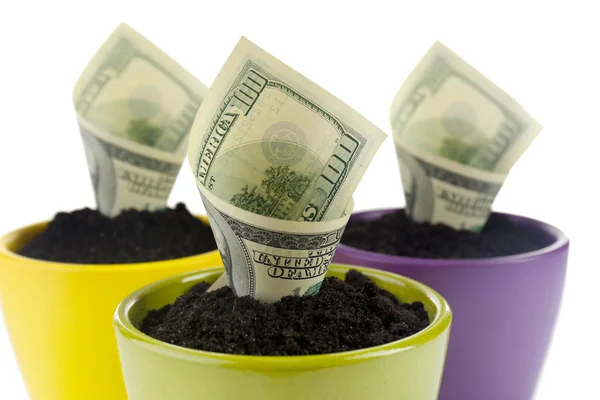 Growing money in colorful flowerpots isolated on white — Stock Photo, Image