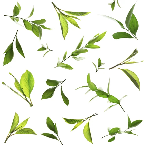 Green leaves collage — Stock Photo, Image