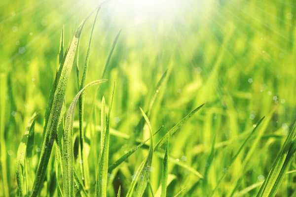 Zöld fű, a harmat a világos háttér — Stock Fotó