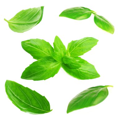 Taze fesleğen beyaza izole edilmiş.