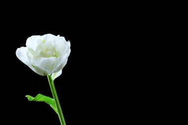 Siyah arka plan üzerine taze Beyaz Lale