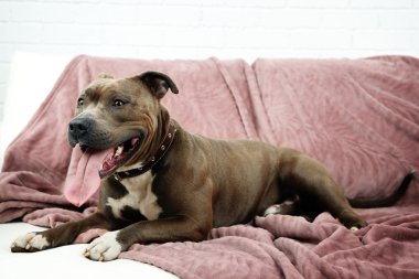 sevimli köpek eve iç arka koltukta yatan