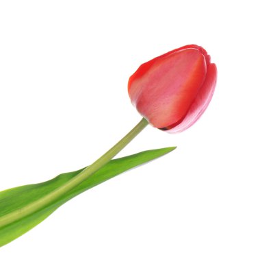 Güzel kırmızı lale beyaz üzerine izole edilmiş.